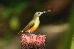 Exploring the Fascinating World of Bird Beaks: A Comprehensive .